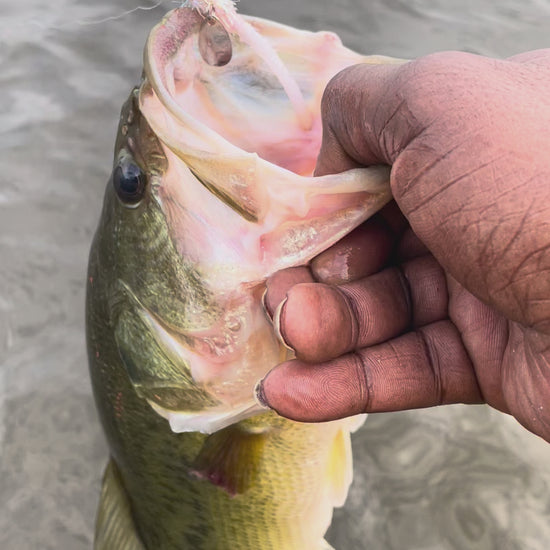 Large mouth bass being caught by angler on pink and white Thunder spin bass lure