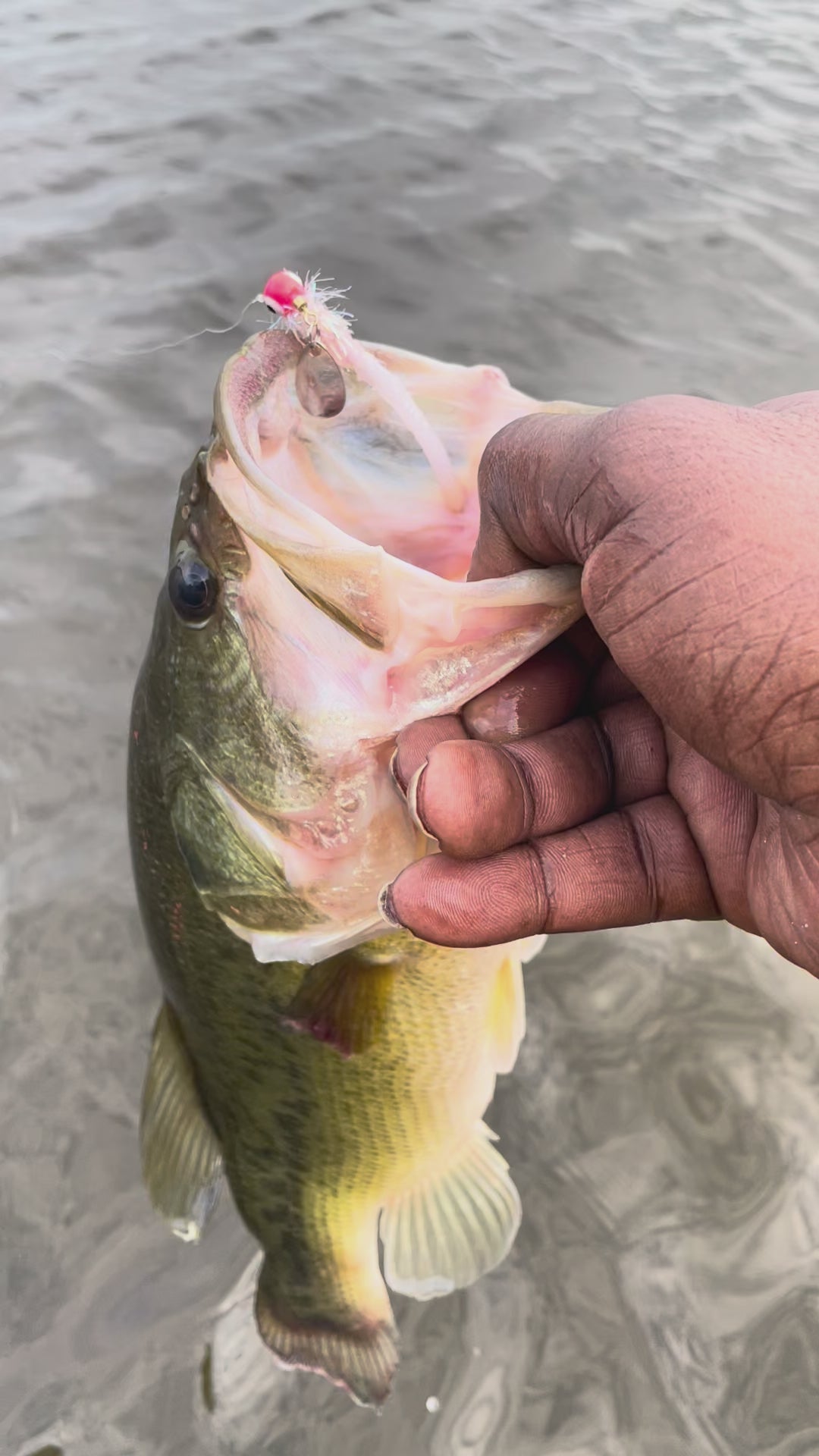 Large mouth bass being caught by angler on pink and white Thunder spin bass lure