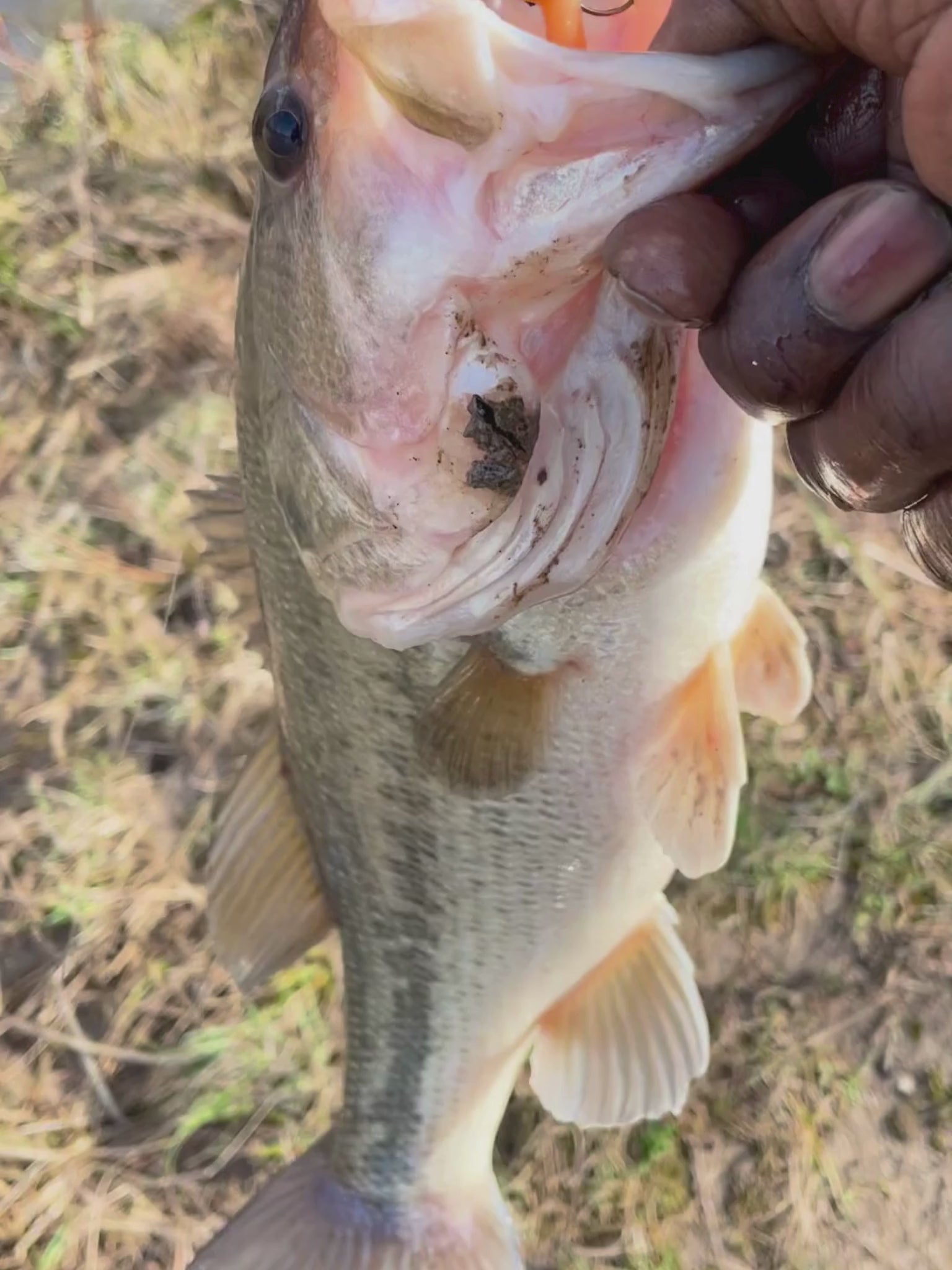 Swimmer Bait Lure catching Bass Fish